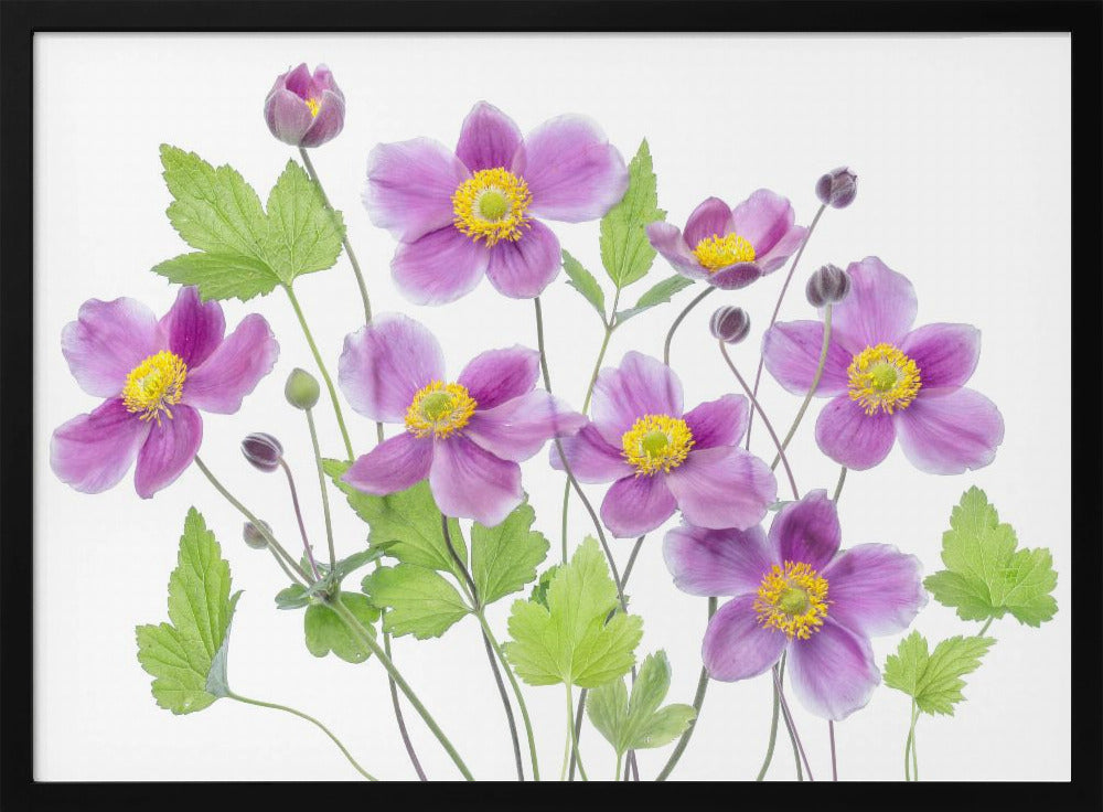 Anemone 'Hadspen Abundance' | Poster