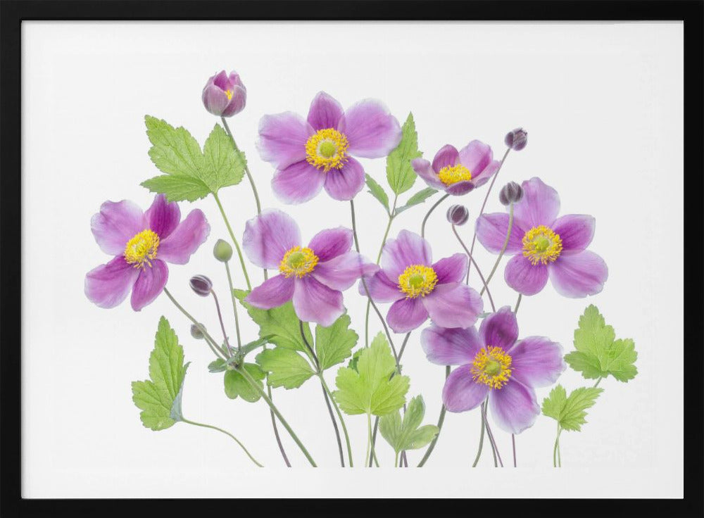 Anemone 'Hadspen Abundance' | Poster