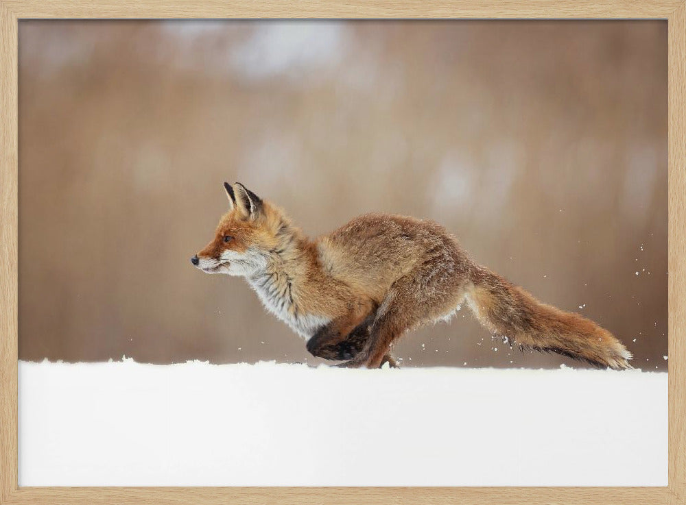 Rotfuchs | Poster