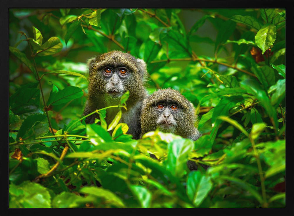 Blauer Affe | Poster