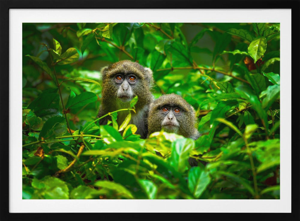 Blauer Affe | Poster