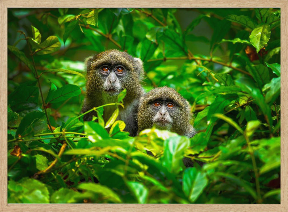 Blauer Affe | Poster