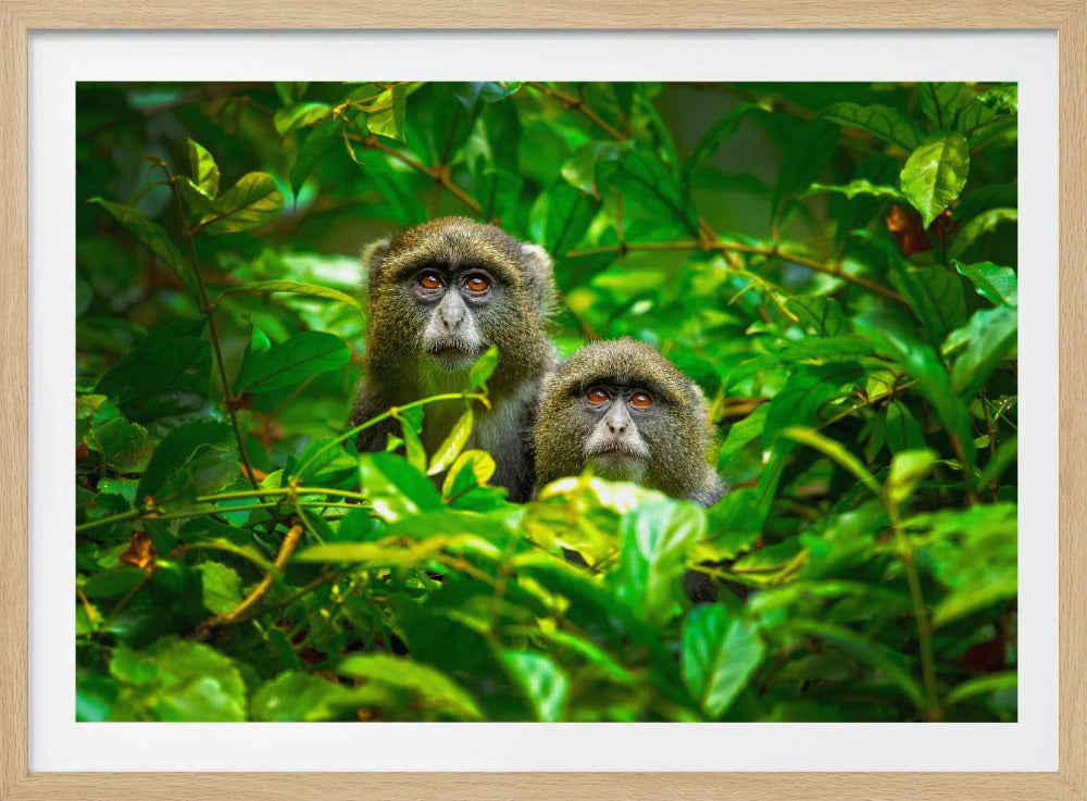 Blauer Affe | Poster