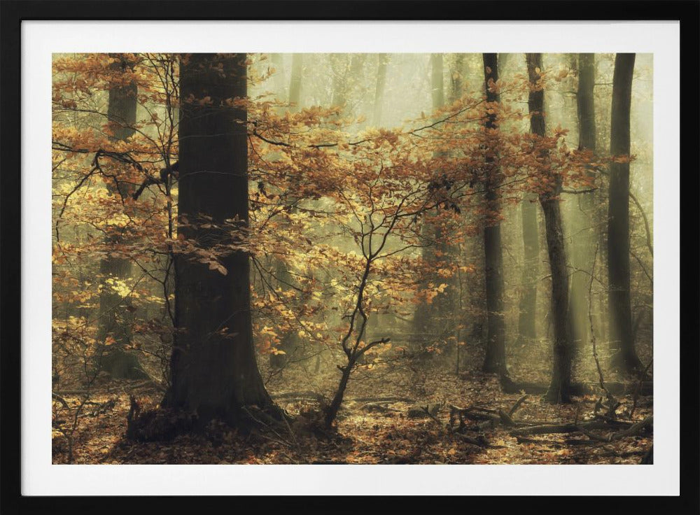 Soft fall | Poster