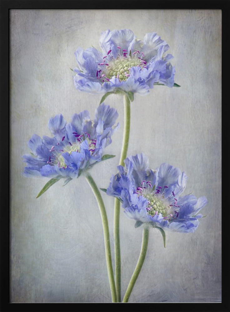 Scabiosa | Poster