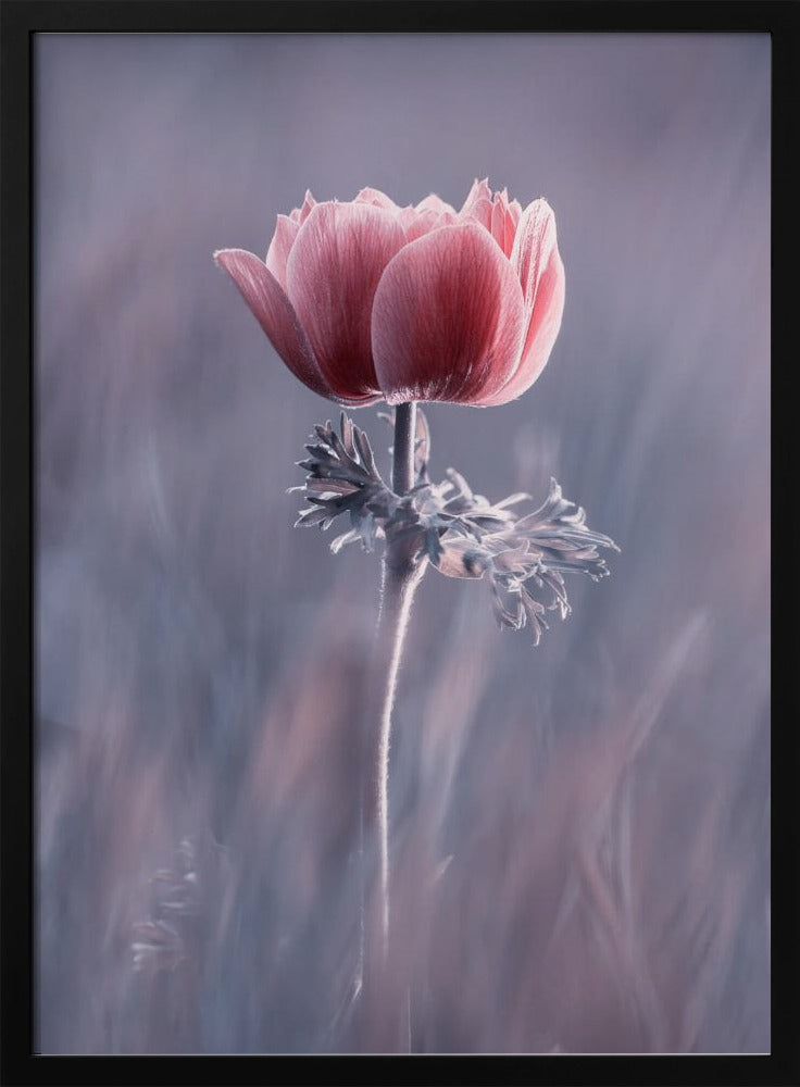 Pink! Na und? | Poster