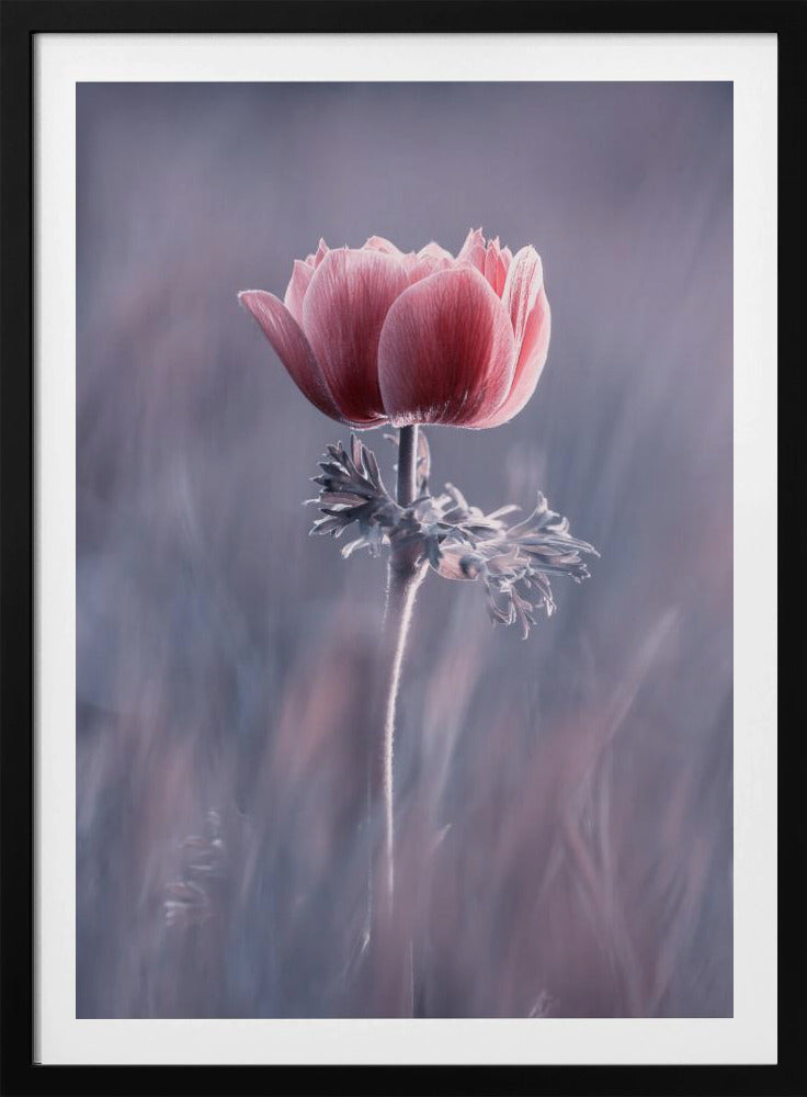 Pink! Na und? | Poster