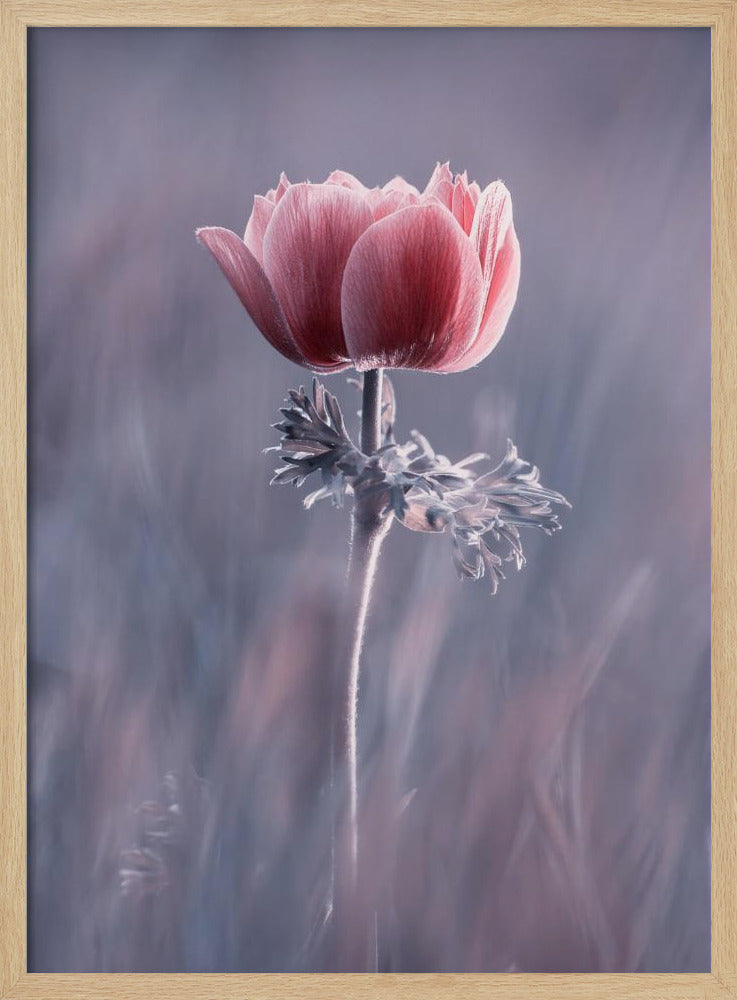 Pink! Na und? | Poster