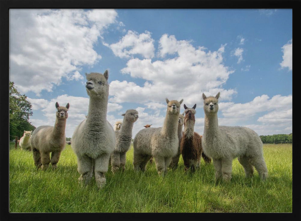 Send in the Alpaca's! | Poster