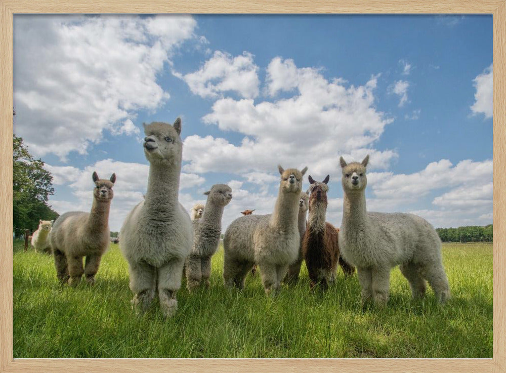 Send in the Alpaca's! | Poster