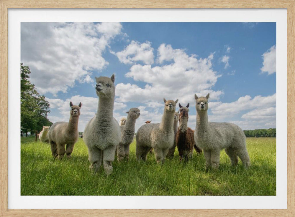 Send in the Alpaca's! | Poster