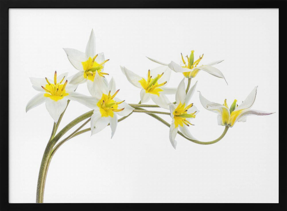 Tulipa Tarda | Poster