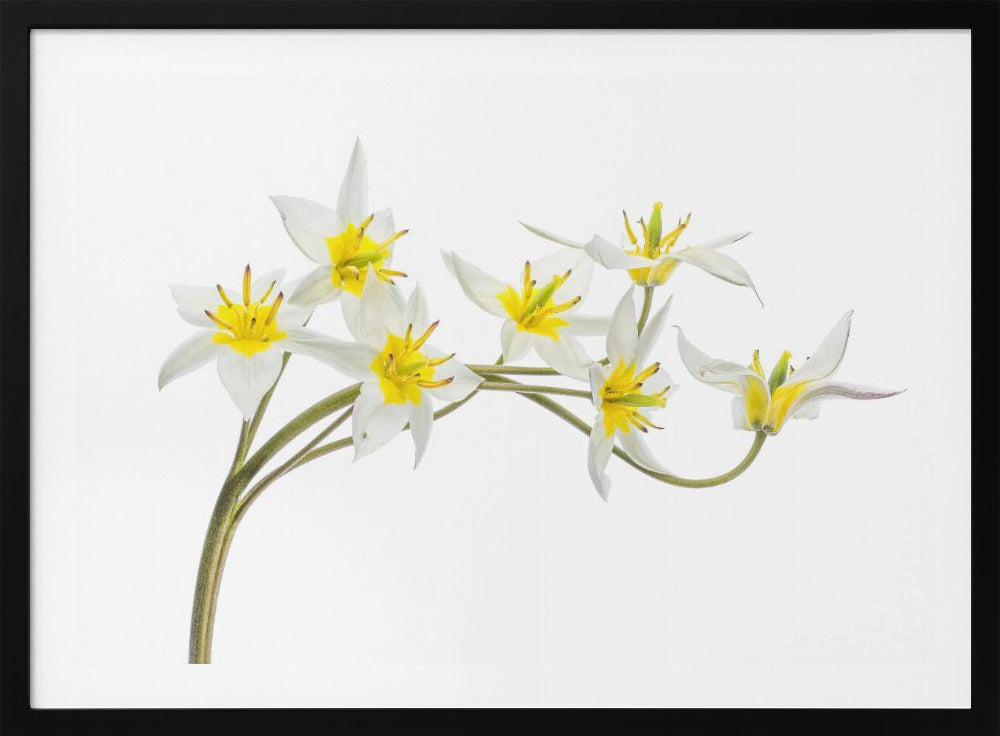 Tulipa Tarda | Poster