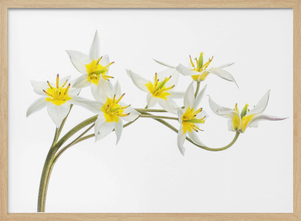Tulipa Tarda | Poster