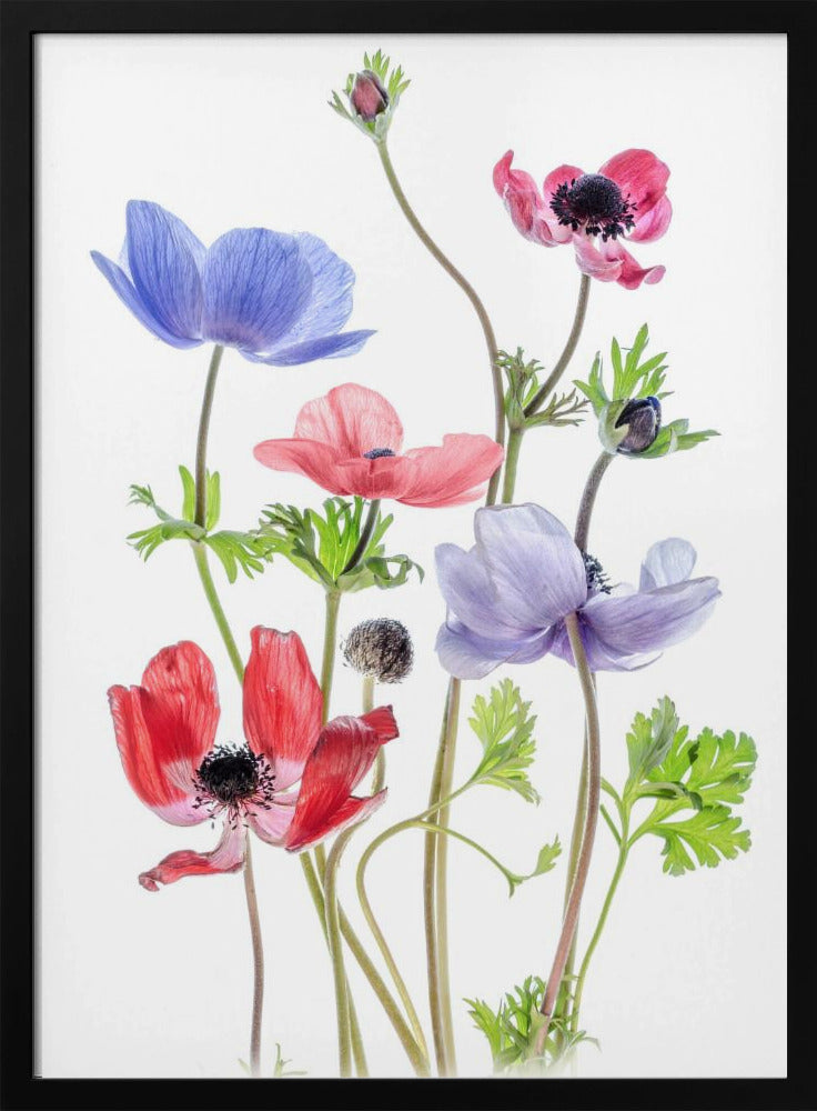 Anemone De Caen | Poster