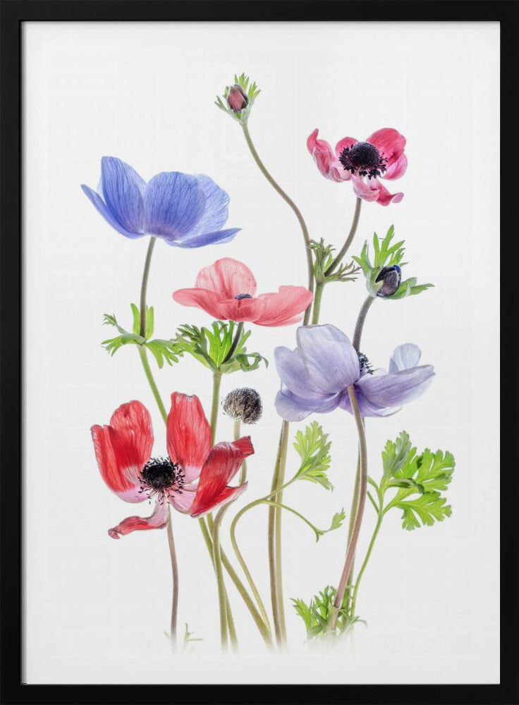 Anemone De Caen | Poster