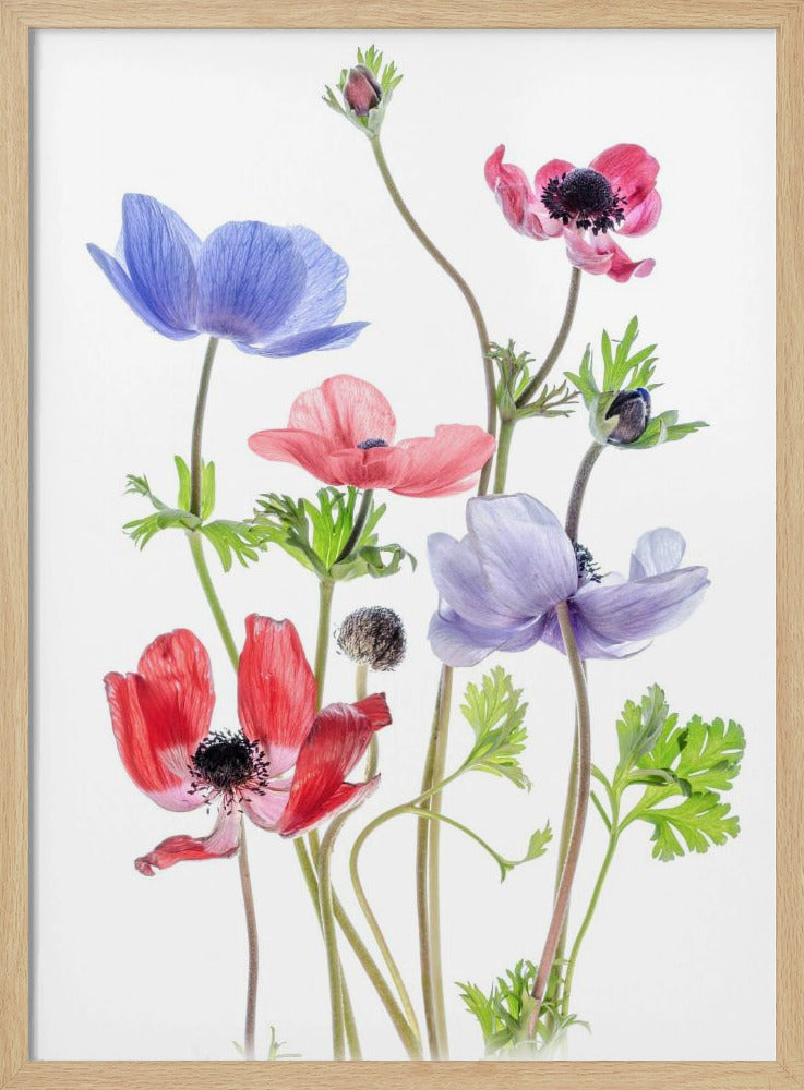 Anemone De Caen | Poster