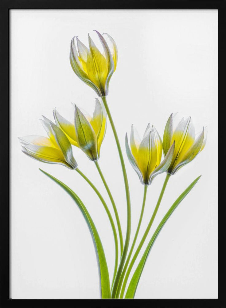 Tulipa | Poster