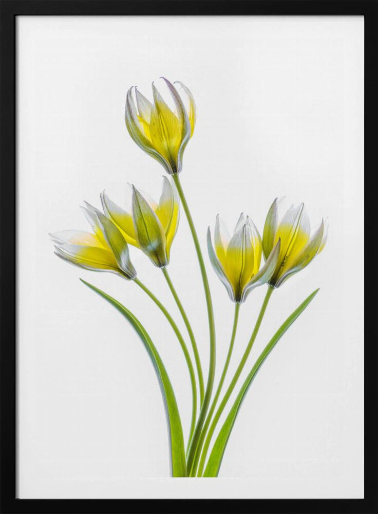 Tulipa | Poster