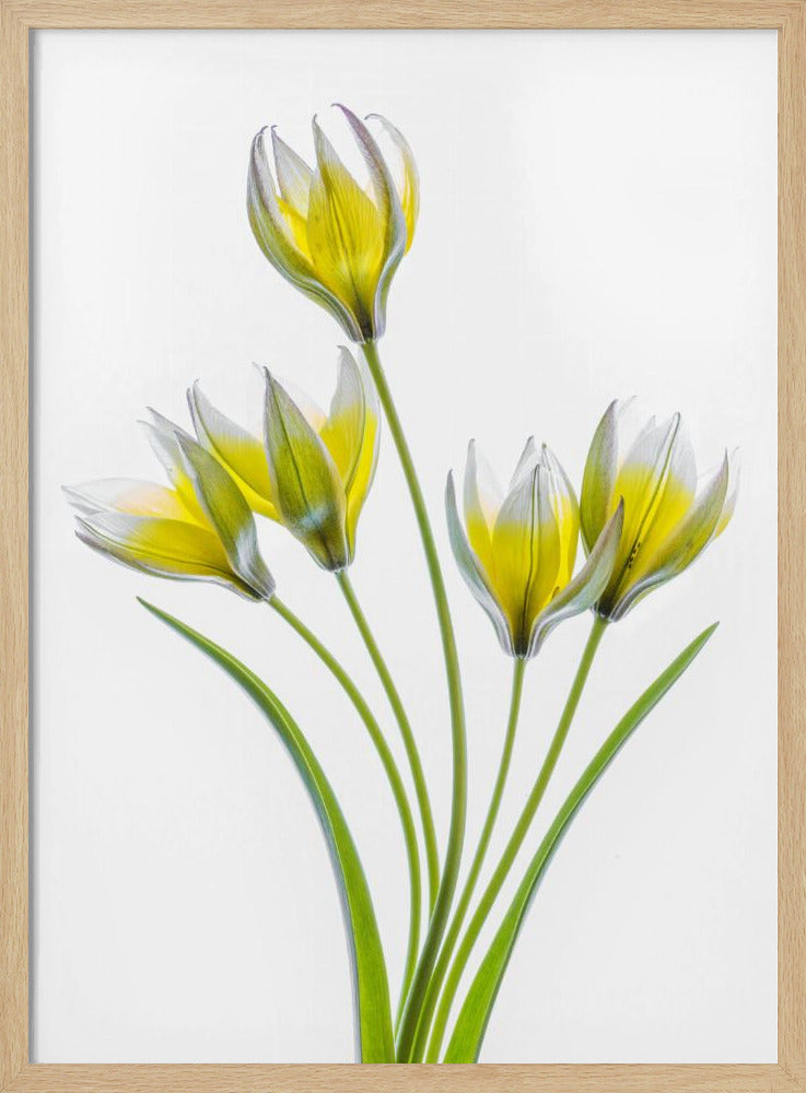 Tulipa | Poster