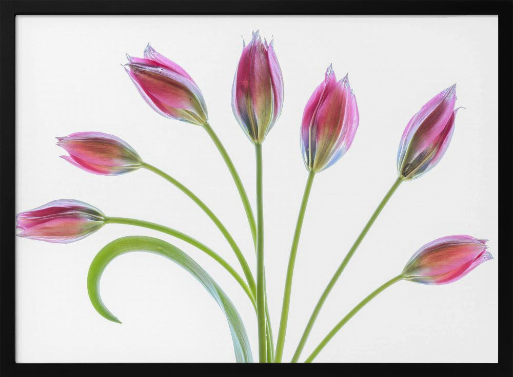 Tulipa | Poster