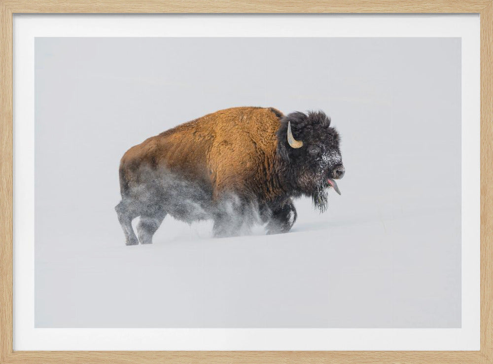 Bison im Schnee | Poster