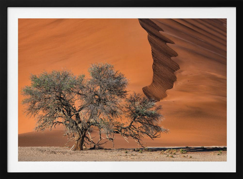 Acacia in the desert | Poster