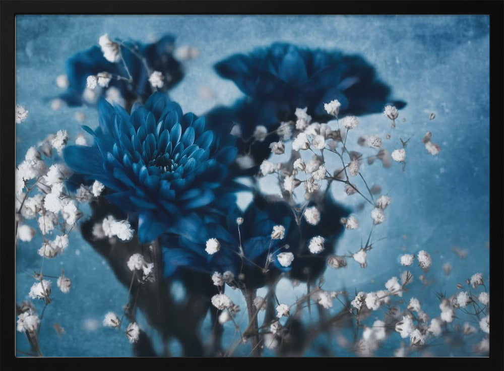 Dahlia | Poster