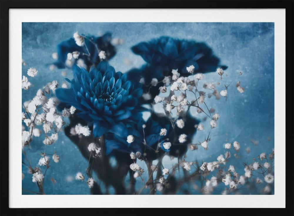 Dahlia | Poster