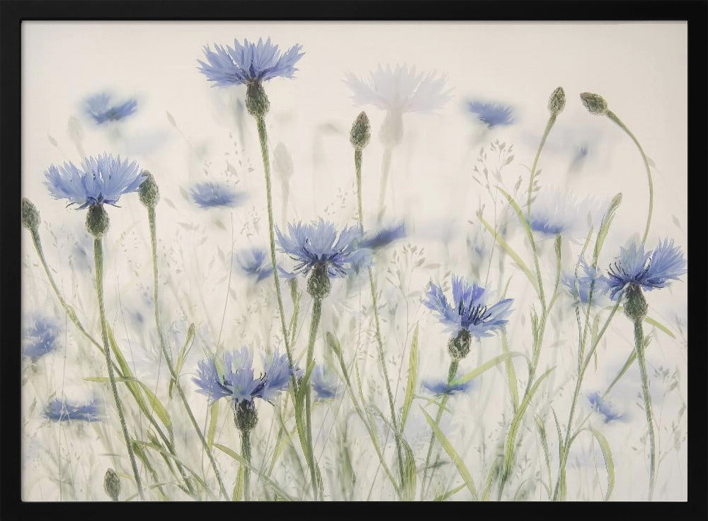Kornblumen | Poster