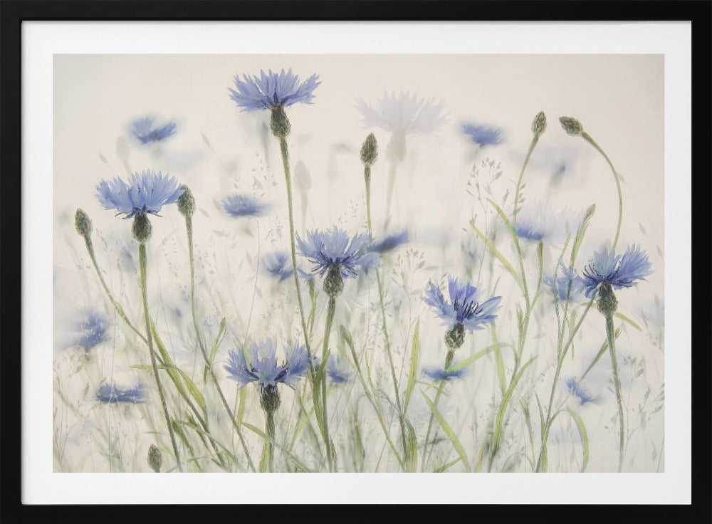 Kornblumen | Poster