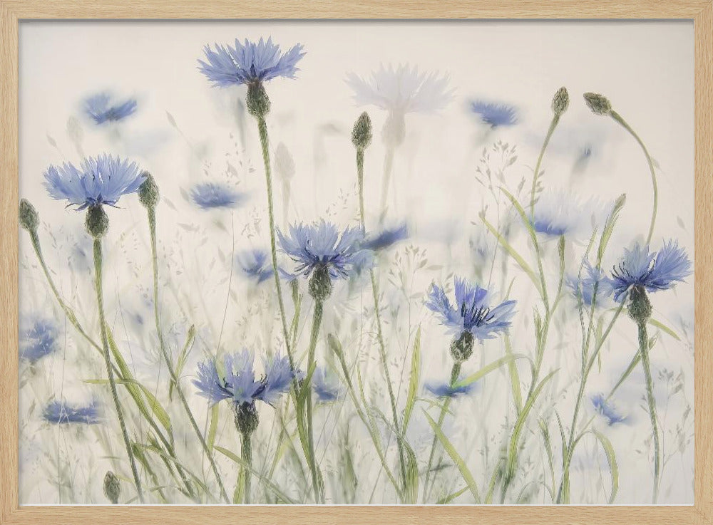 Kornblumen | Poster