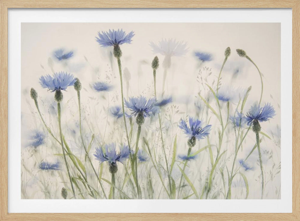 Kornblumen | Poster