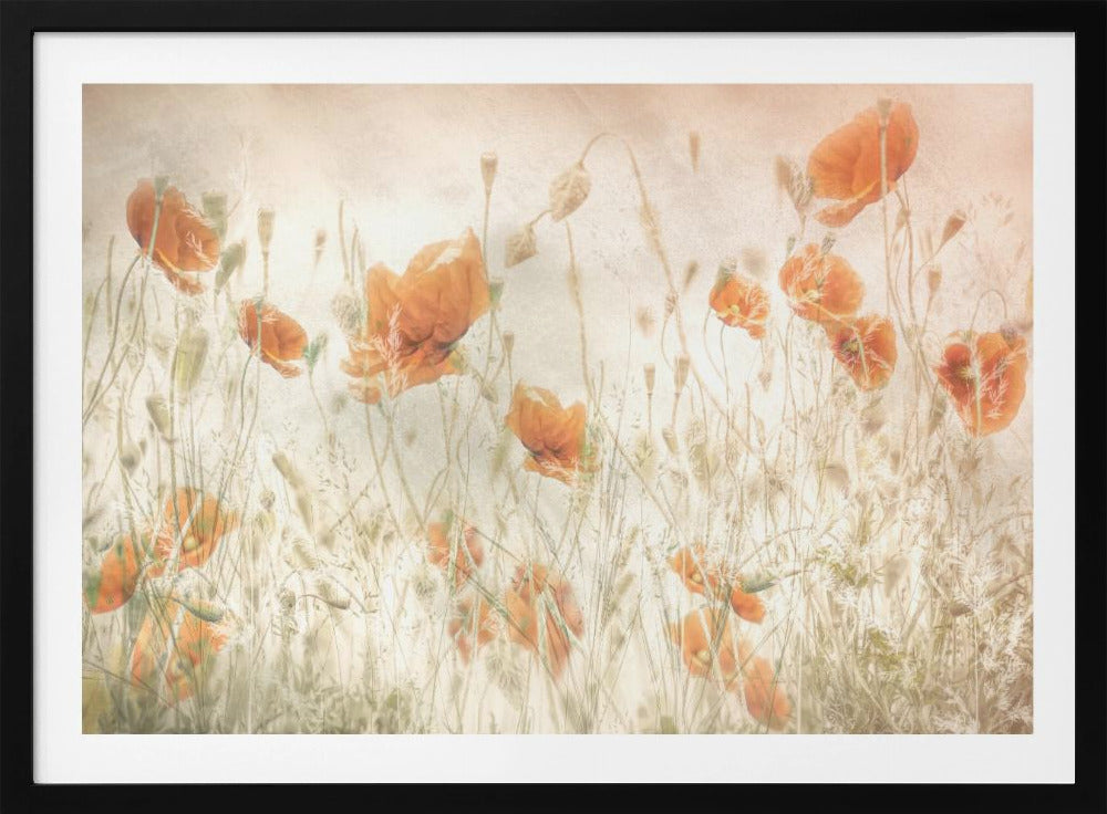 Poppies in the field | Poster