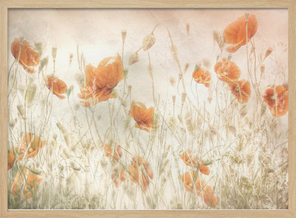 Poppies in the field | Poster