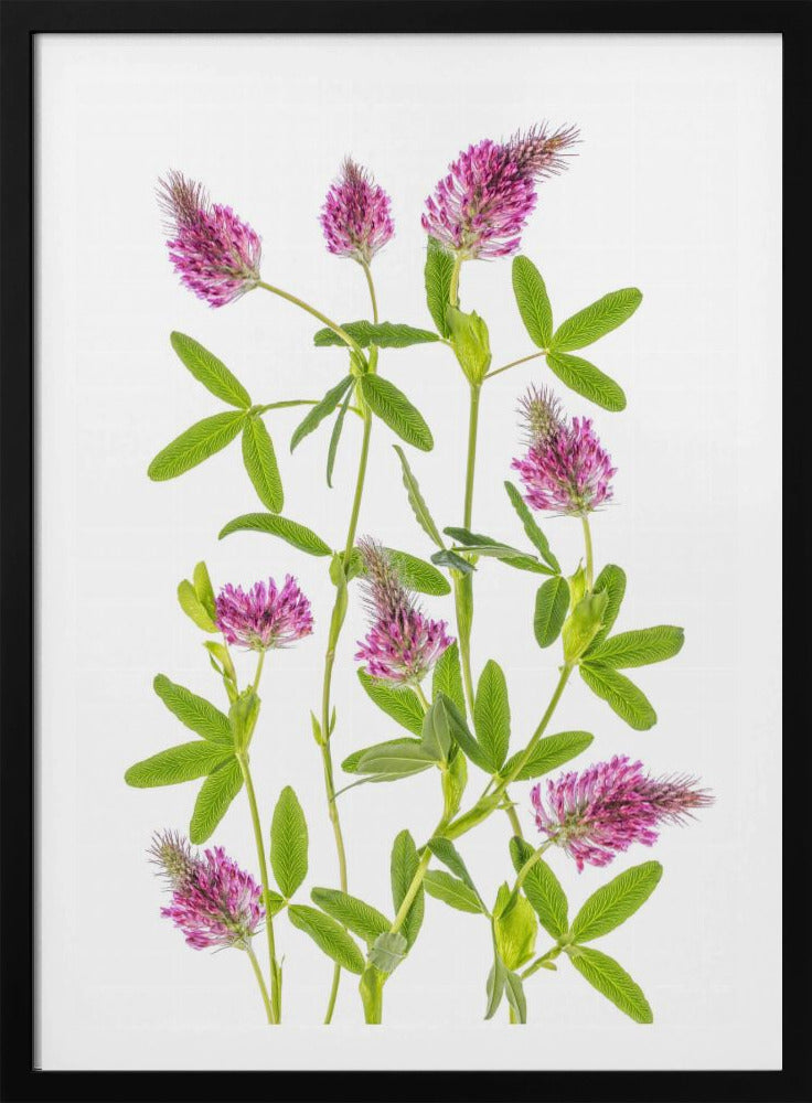 Trifolium | Poster