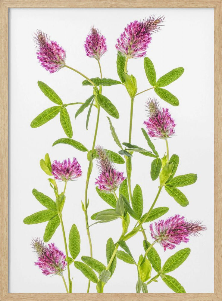 Trifolium | Poster