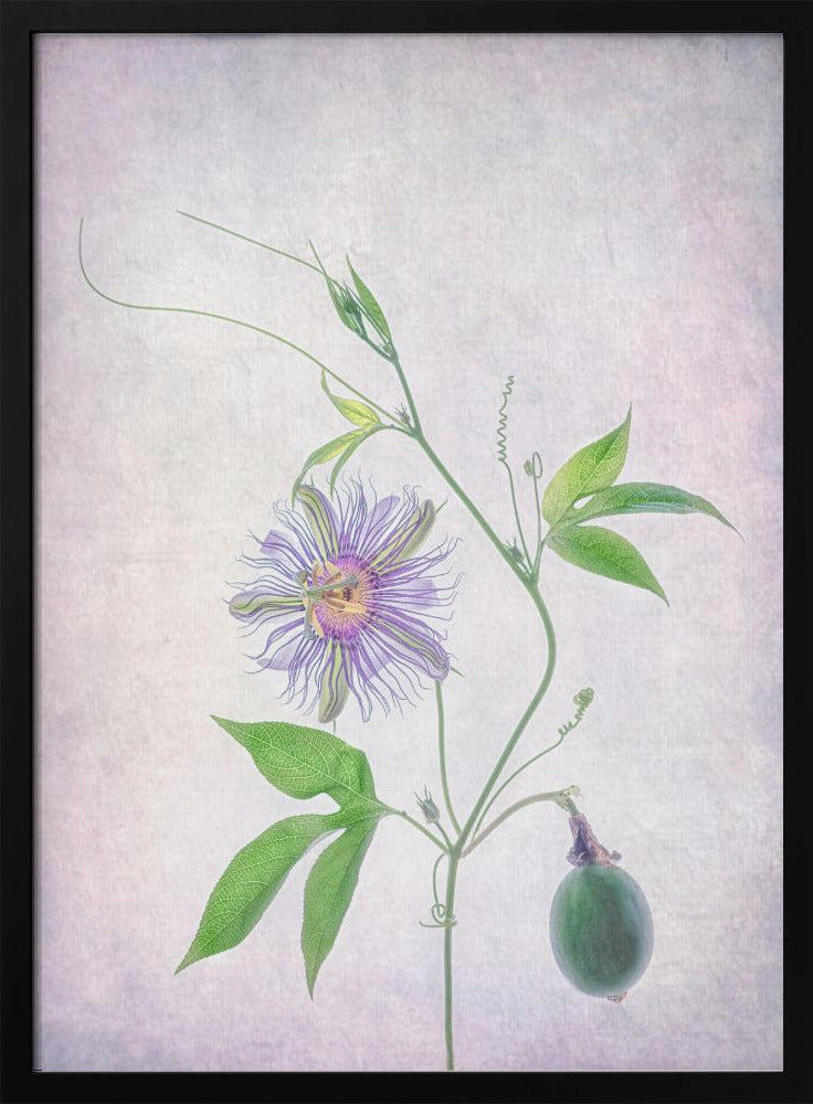 Passionsfrucht | Poster