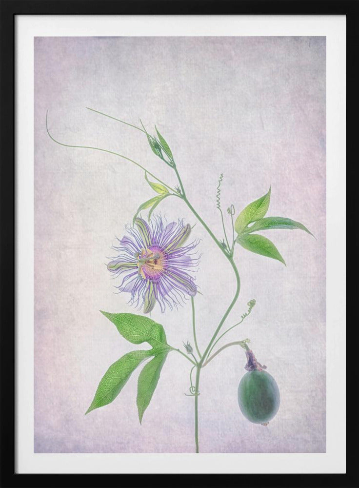Passionsfrucht | Poster