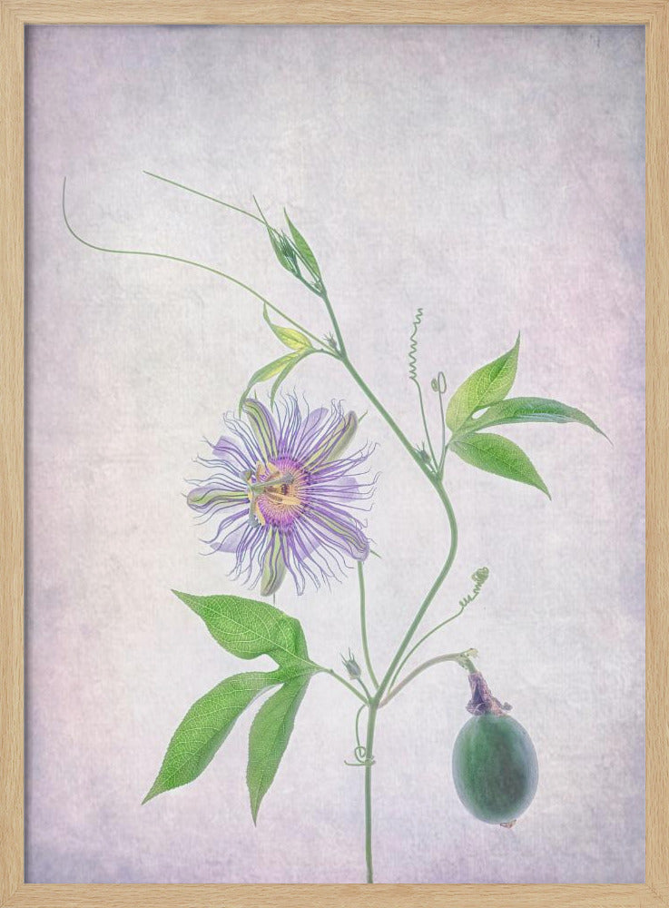 Passionsfrucht | Poster