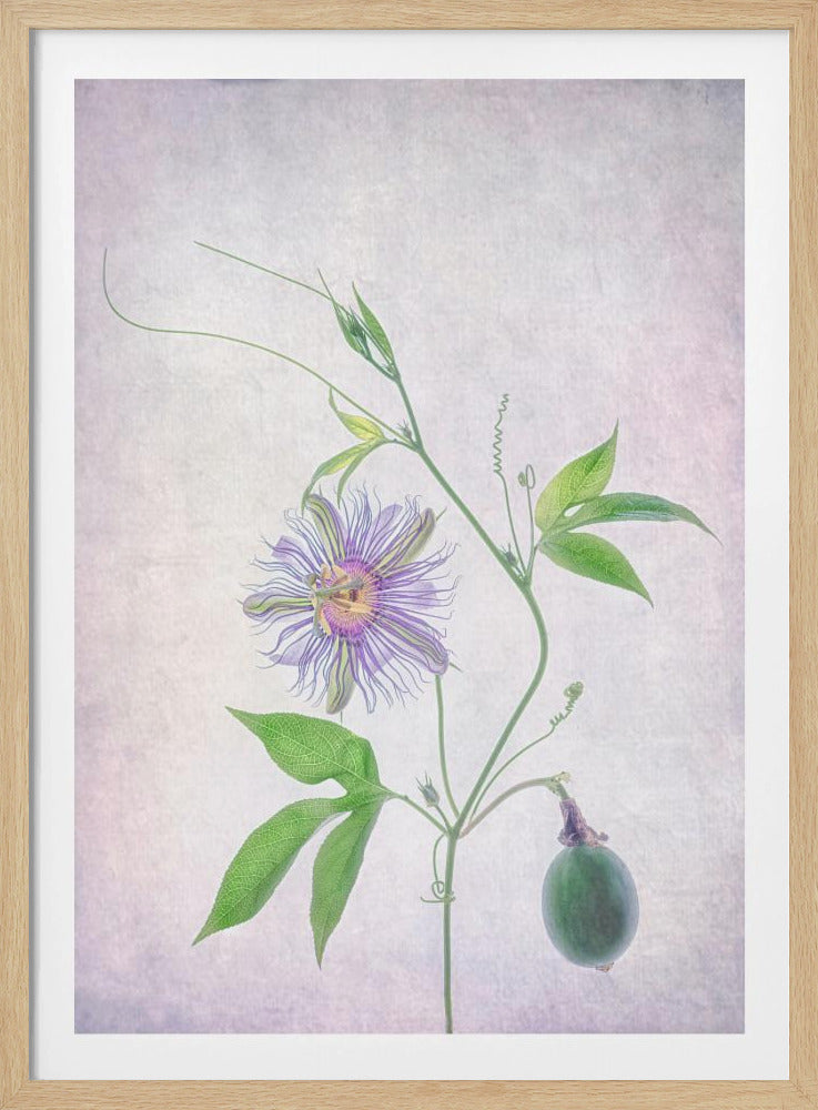 Passionsfrucht | Poster