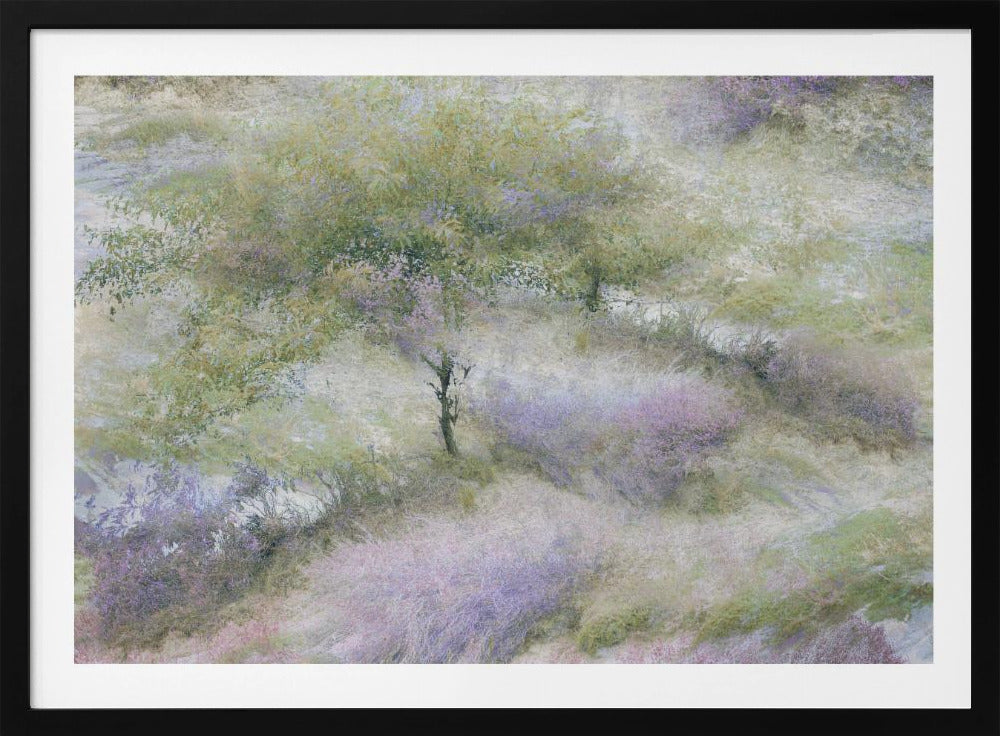 Flowering heather | Poster