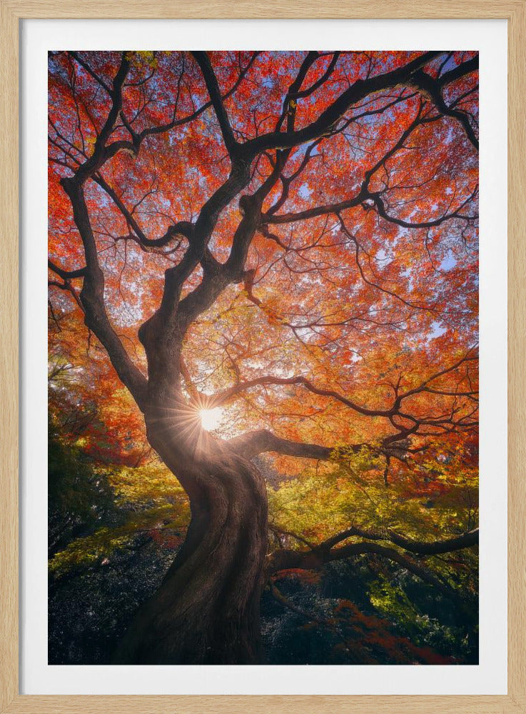 Der japanische Baum | Poster