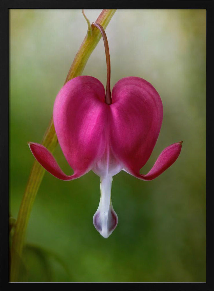 Bleeding Heart | Poster