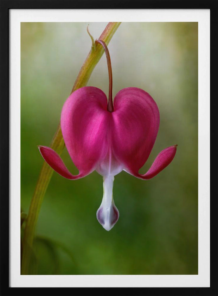 Bleeding Heart | Poster