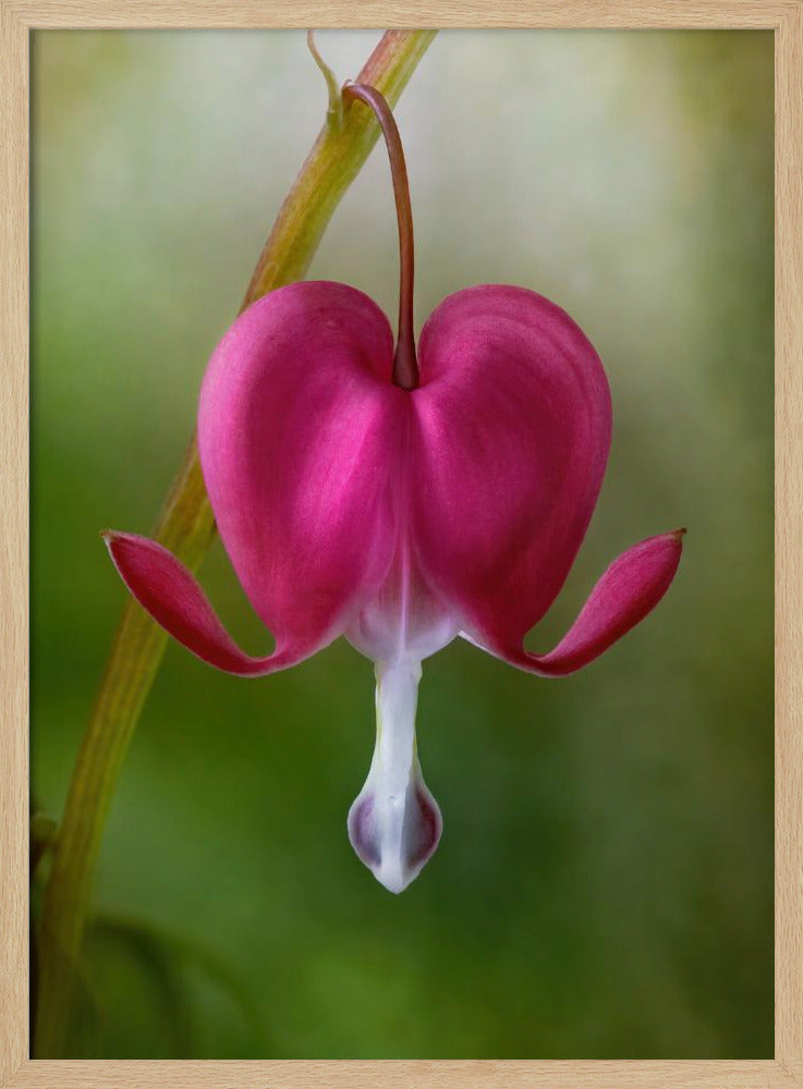 Bleeding Heart | Poster