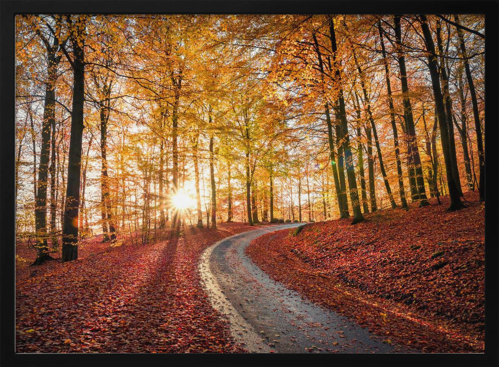 Straße im Nationalpark Söderåsen, Schweden | Poster