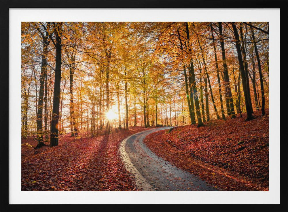 Straße im Nationalpark Söderåsen, Schweden | Poster