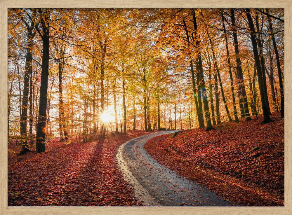 Straße im Nationalpark Söderåsen, Schweden | Poster