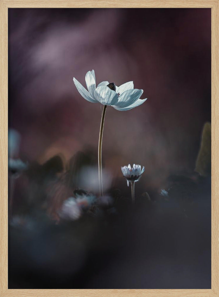 Elles, mes fleurs, émoi | Poster